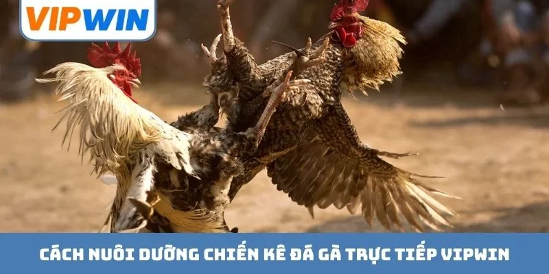 Cách nuôi dưỡng chiến kê đá gà trực tiếp VIPWIN