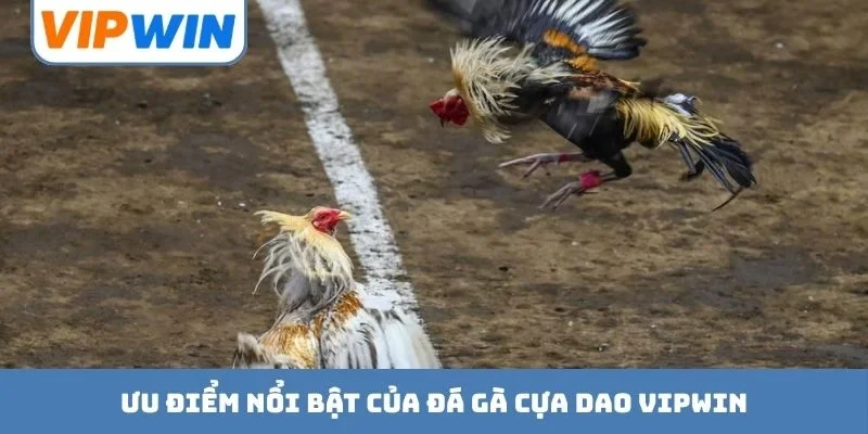Ưu điểm nổi bật của đá gà cựa dao VIPWIN